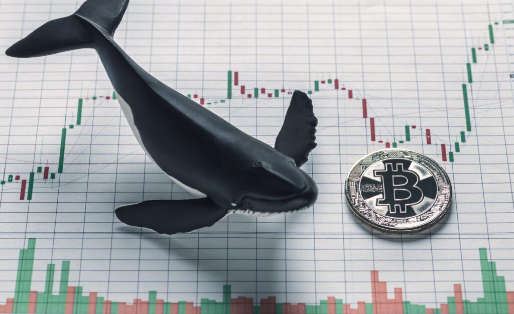 Bitcoin Whales Now Own 49% of Total BTC in Circulation